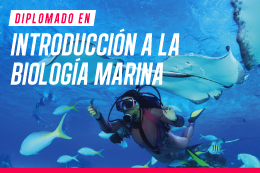 diplomado-en-introduccion-a-la-biologia-marina